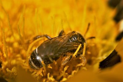 Close-up of insect on yellow flower