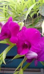 Close-up of pink flowers blooming outdoors