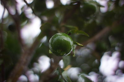 Close-up of fruit growing on tree