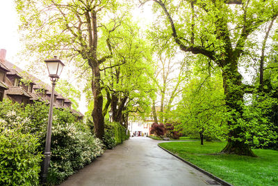 Street amidst trees in park