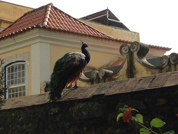 Low angle view of bird perching on roof