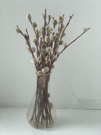 Close-up of white flowers in vase on table against wall