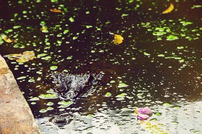 Close-up of flowers in water