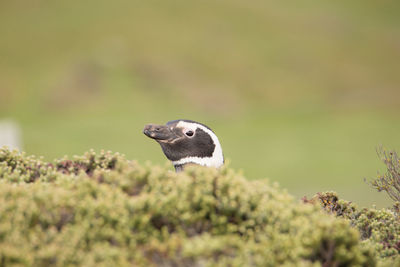 Close-up of bird flying