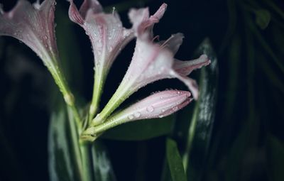 Close-up of raindrops on plant