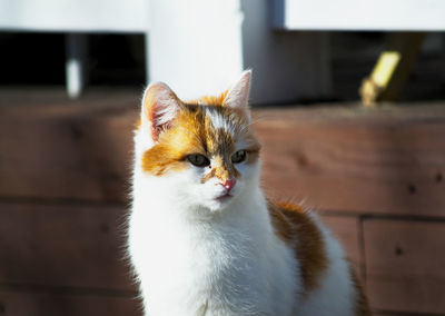 Portrait of cat on floor at home