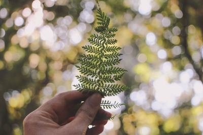 Cropped image of hand holding pine tree leaf at park