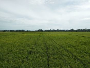 Scenic view of agricultural field against sky