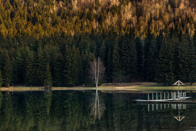 Scenic view of lake in forest