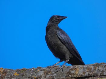 Low angle view of bird perching on rock against blue sky