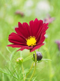 Close-up of red flower