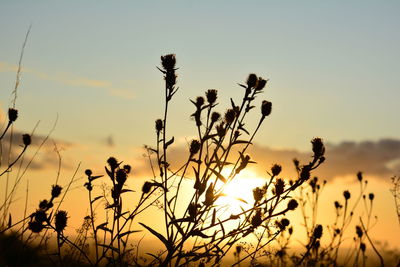 Close-up of silhouette plants against sky during sunset