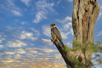 Low angle view of eagle perching on tree against sky