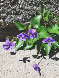 Close-up of purple flowering plants