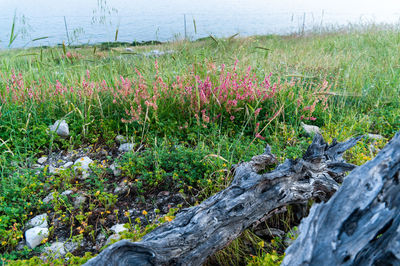 Plants growing on field