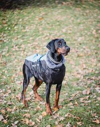 Big black doberman happy pets life concept dog paw 