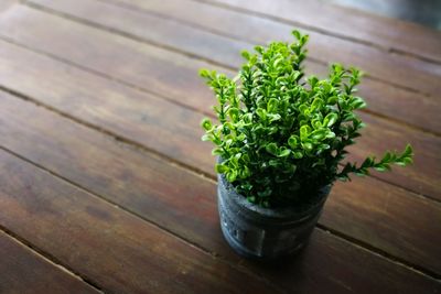 High angle view of potted plant on table