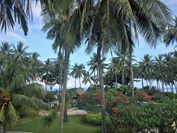 Palm trees against sky