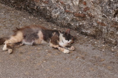 High angle view of cat relaxing outdoors