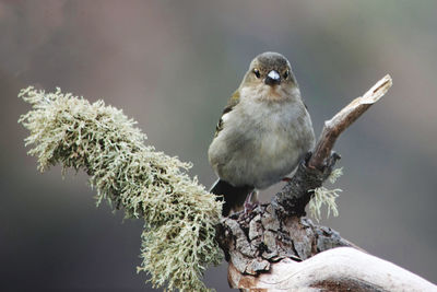 Close-up of bird perching on branch