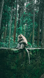 Monkey sitting on a tree in forest