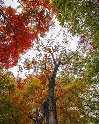 Low angle view of trees in forest during autumn