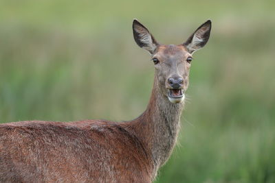 A red deer up close