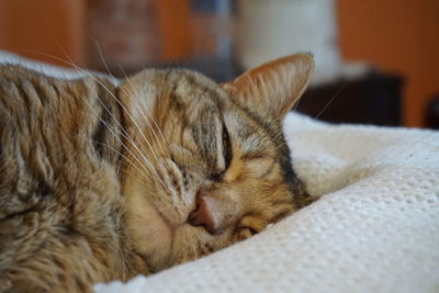 Close-up of cat sleeping at home