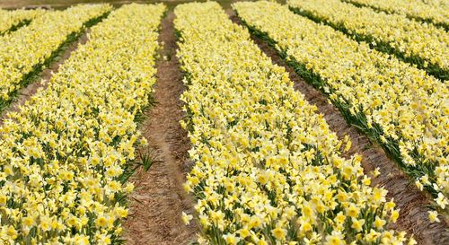 Daffodils growing on field