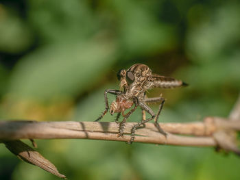 Close-up of insect