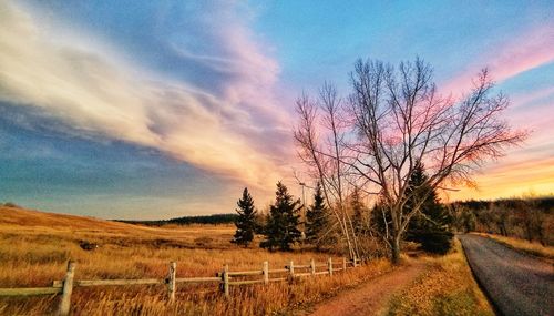 Bare trees on field against sky at sunset