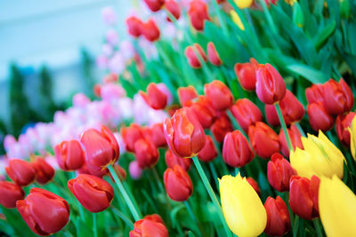 Close-up of red tulips in field