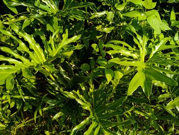 Full frame shot of green leaves