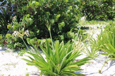 Close-up of plants growing on field