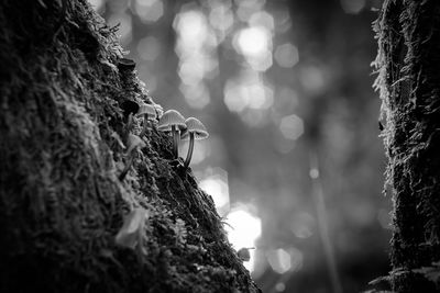 Close-up of lizard on tree trunk