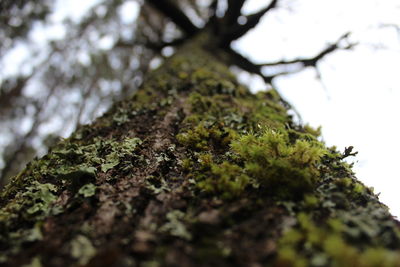 Low angle view of tree trunk