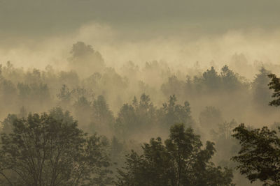 Low angle view of trees in forest against sky