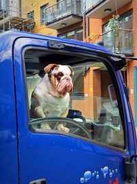 Dog in car