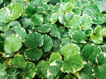 leaf