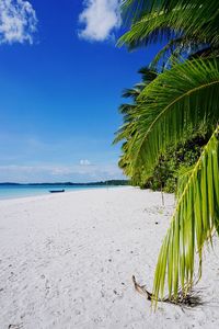 Palm trees on beach against blue sky