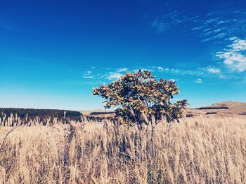 Scenic view of landscape against blue sky