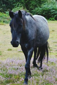 Close-up of horse on field