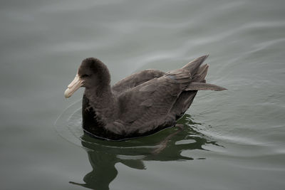 High angle view of duck swimming on lake