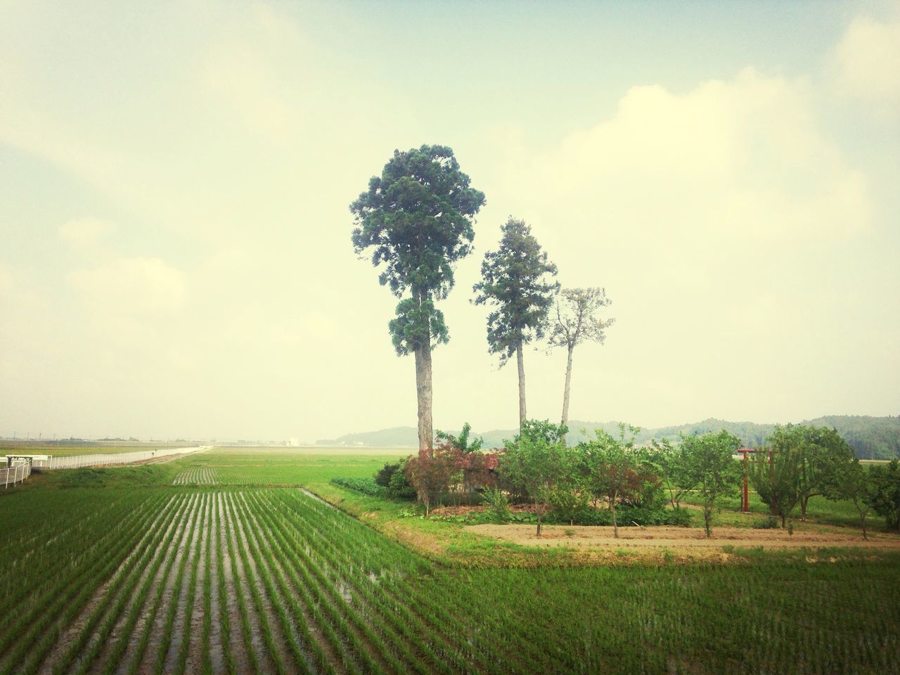 tree, landscape, field, tranquility, tranquil scene, rural scene, agriculture, sky, growth, nature, scenics, beauty in nature, farm, crop, grass, single tree, cultivated land, day, solitude, non-urban scene