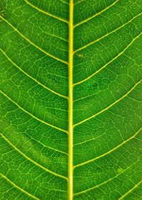 Full frame shot of leaf