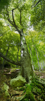 Trees growing in forest