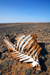 High angle view of animal skeleton on land against clear blue sky