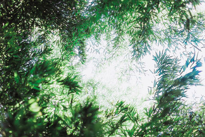 Low angle view of trees in forest