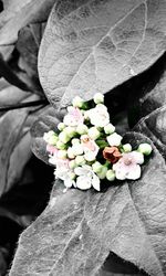 Close-up of hydrangea blooming outdoors