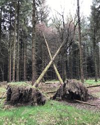 Trees on field in forest